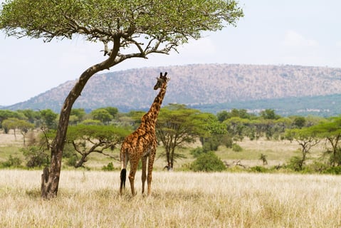 graphicstock-giraffe-standing-under-a-tree-and-rests-in-the-shadow-photography-from-tanzania-serengeti-africa_HO4xHjofsg