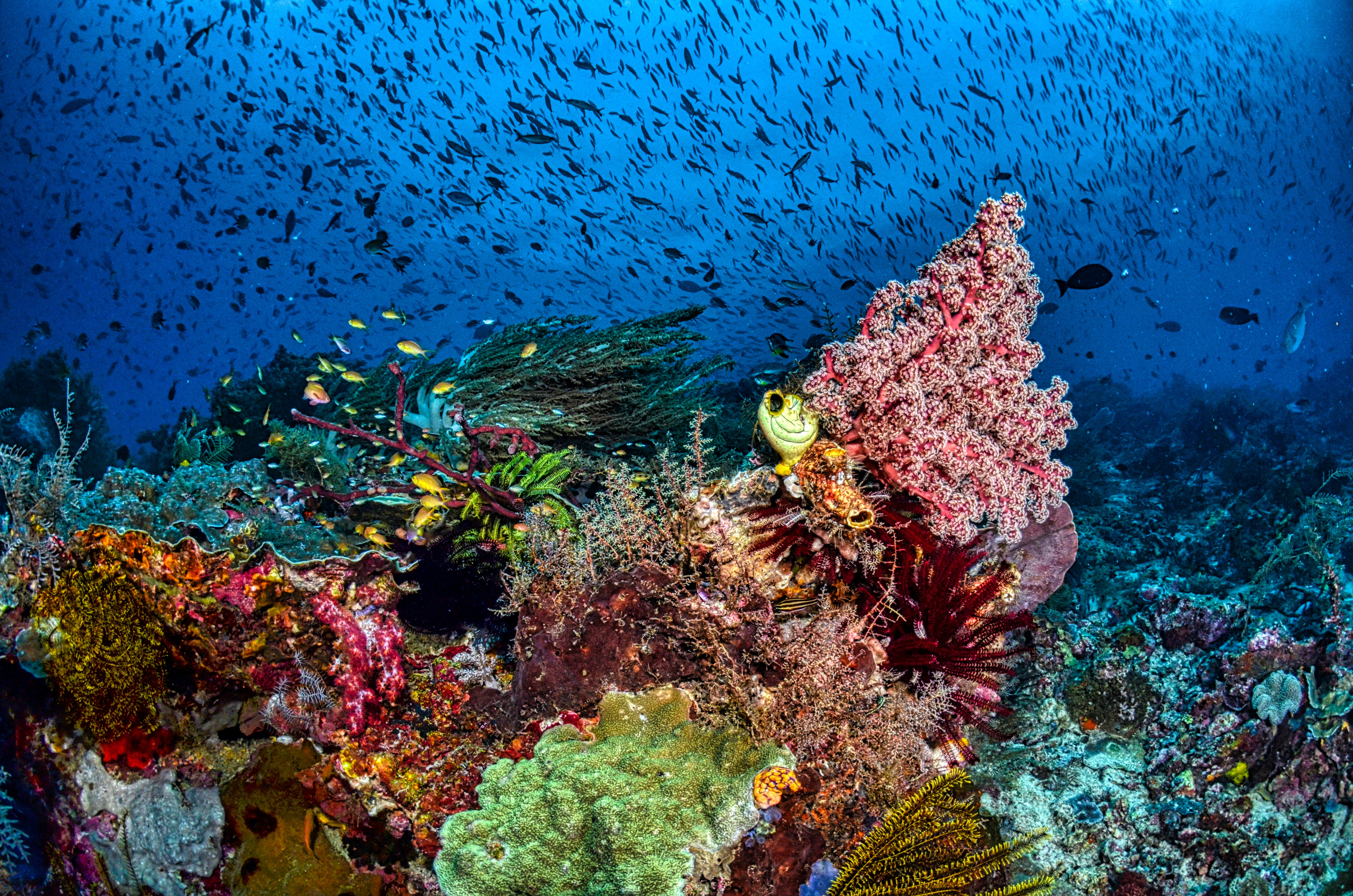 unspoilt marine environment